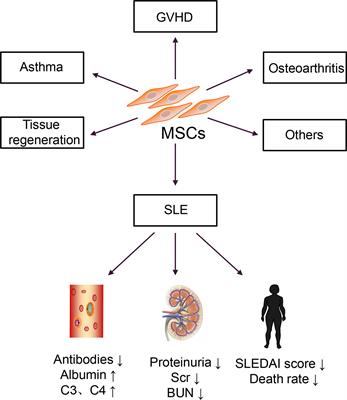 Mesenchymal Stem Cell Therapy: Hope for Patients With Systemic Lupus Erythematosus